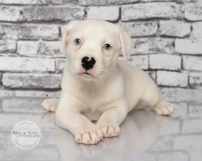 A baby medium-sized male White / Cream Boxer dog named Molly for adoption in Tuscaloosa, AL