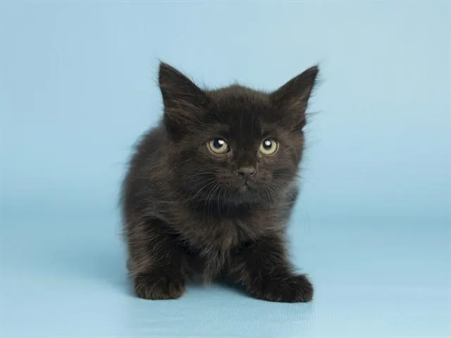 A baby small-sized female Domestic Short Hair cat named Hamilton for adoption in Phoenix, AZ