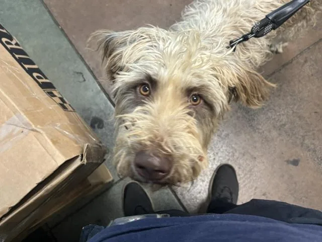 An adult large-sized female Poodle dog named Autumn for adoption in Van Nuys, CA