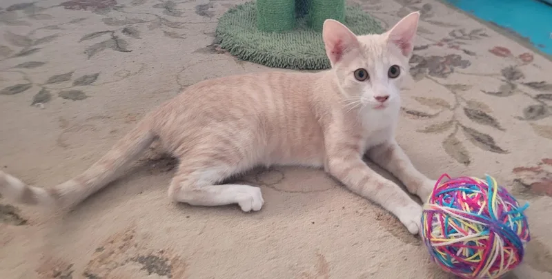 A young medium-sized female Domestic Short Hair cat named Carli for adoption in Alpine, TX