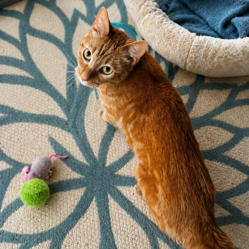 An adult medium-sized male Orange / Red Domestic Short Hair cat named Mandarin for adoption in Wichita, KS