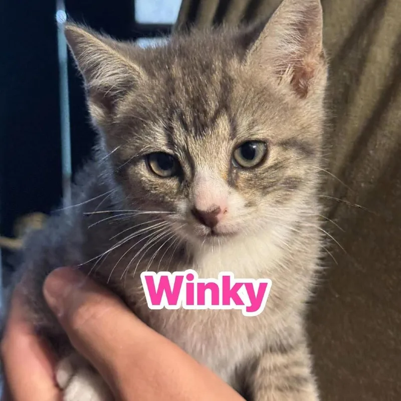 A baby small-sized female Gray / Blue / Silver Domestic Short Hair cat named Winkie for adoption in Huntington, WV