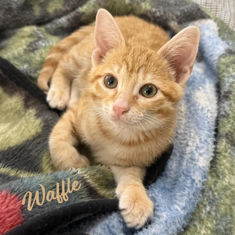 A baby medium-sized male Tabby cat named Waffle  Happygolucky for adoption in Houston, TX