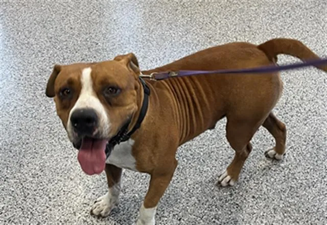 An adult large-sized male Mixed Breed dog named Pride for adoption in Palmetto, FL