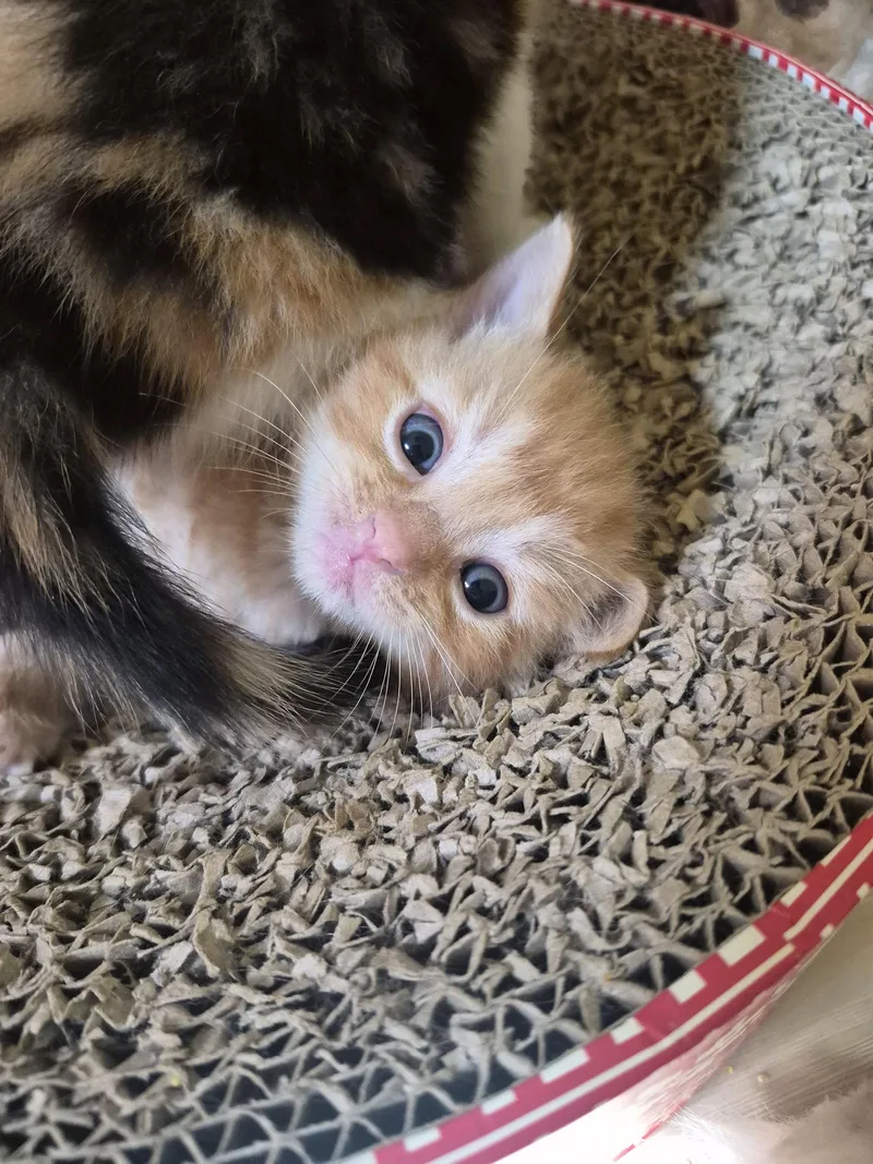A baby small-sized male Orange / Red Domestic Medium Hair cat named C Litter Dandelion for adoption in Livonia, MI