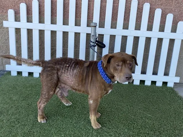 A young large-sized male Staffordshire Bull Terrier dog named A for adoption in Modesto, CA