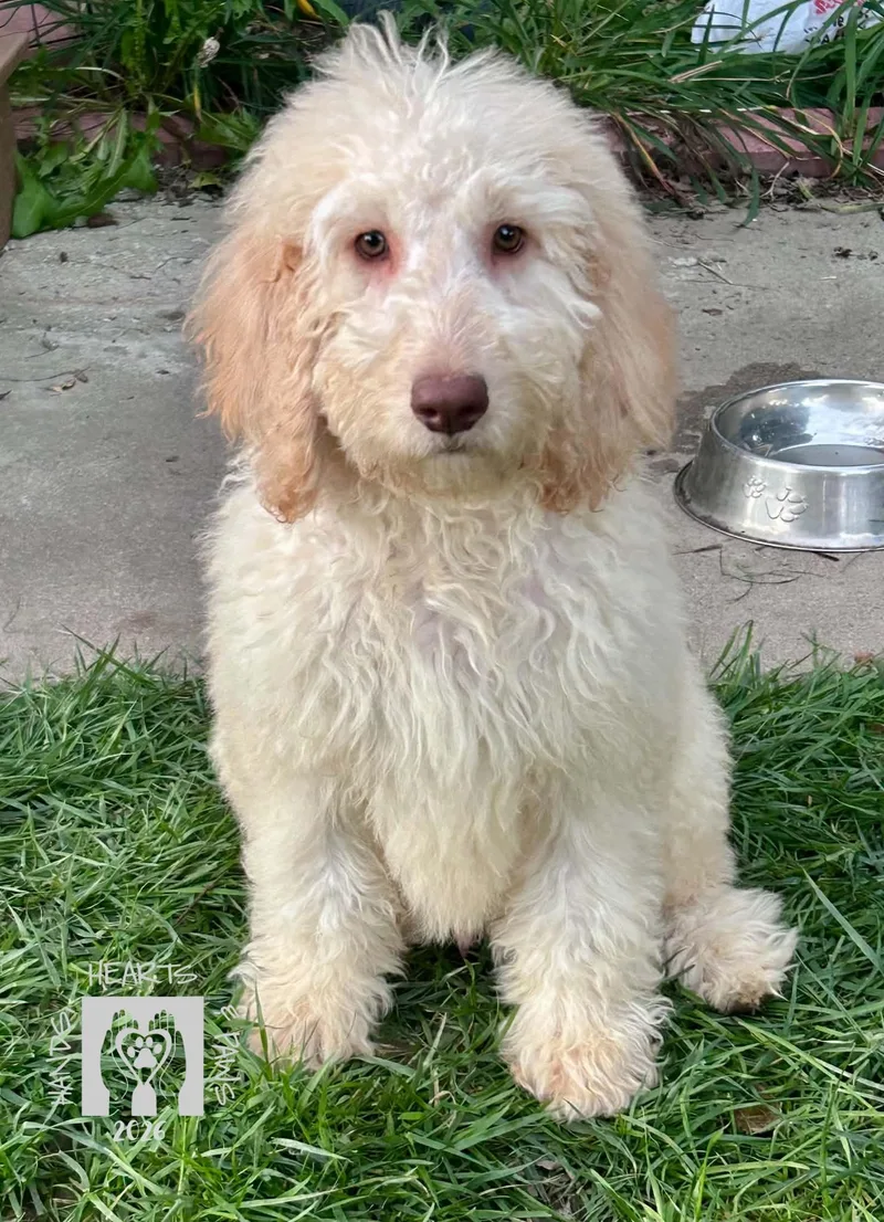 A baby medium-sized male White / Cream Golden Retriever dog named Macklemore for adoption in Omaha, NE