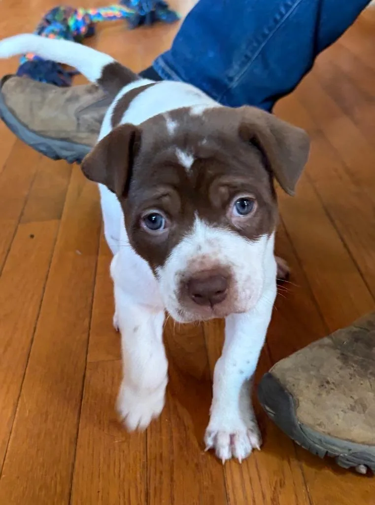 A baby medium-sized female American Staffordshire Terrier dog named Coco for adoption in Newnan, GA
