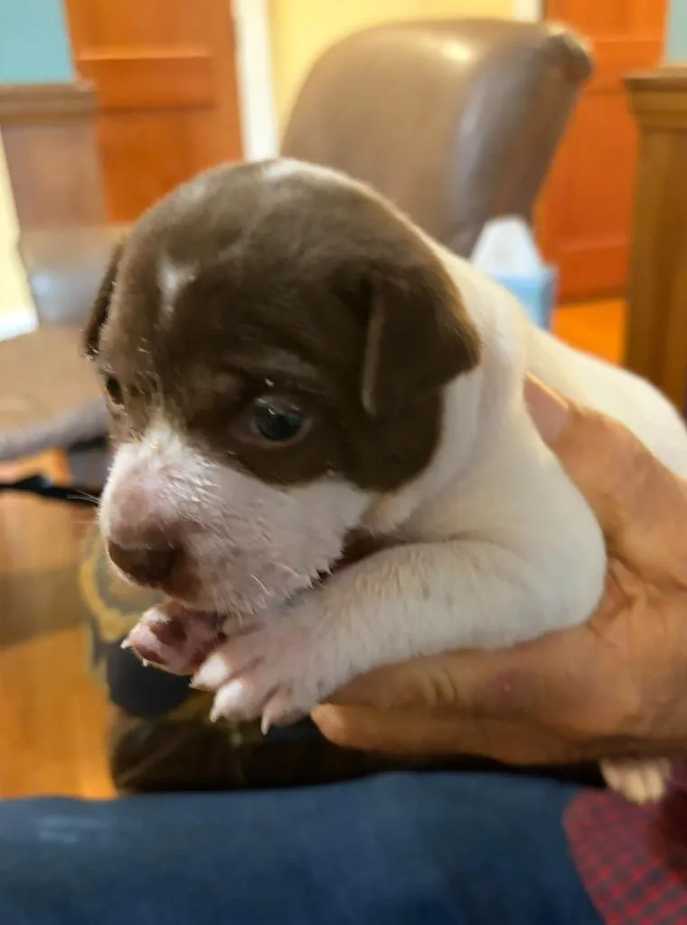 Coco thumbnail 3