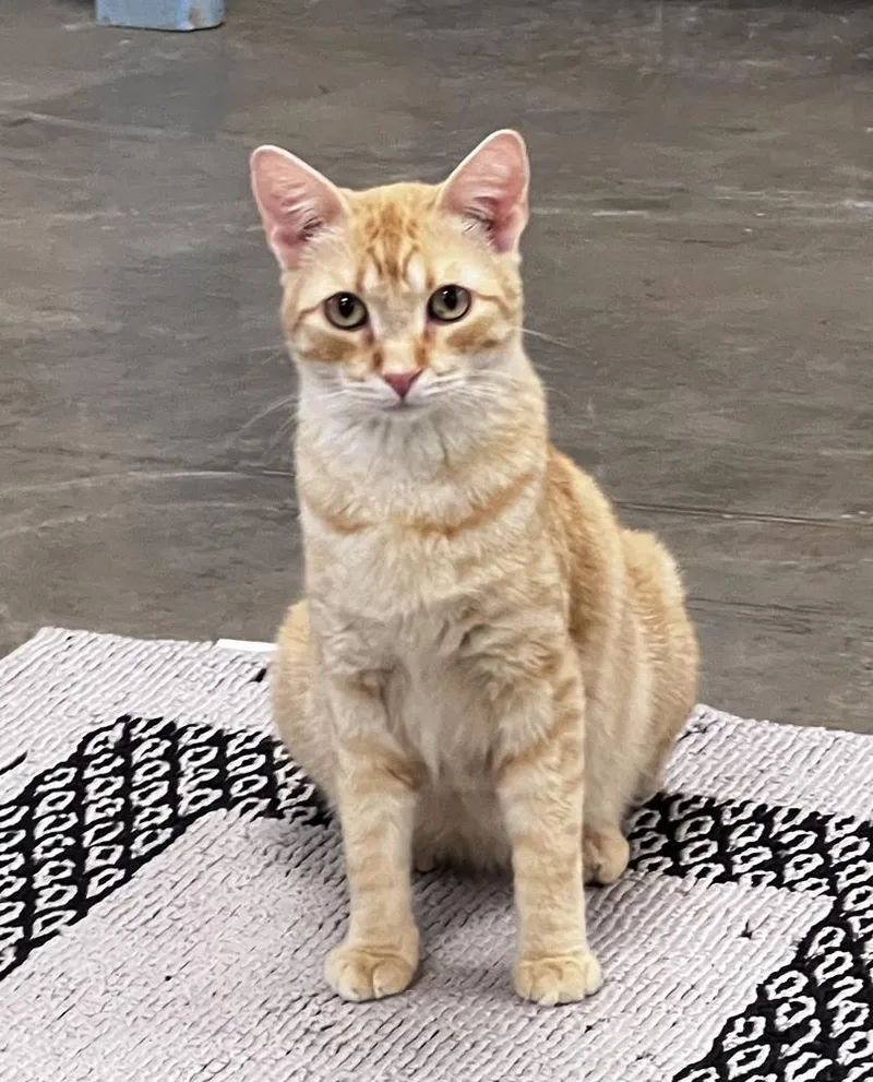 Cornbread thumbnail 3