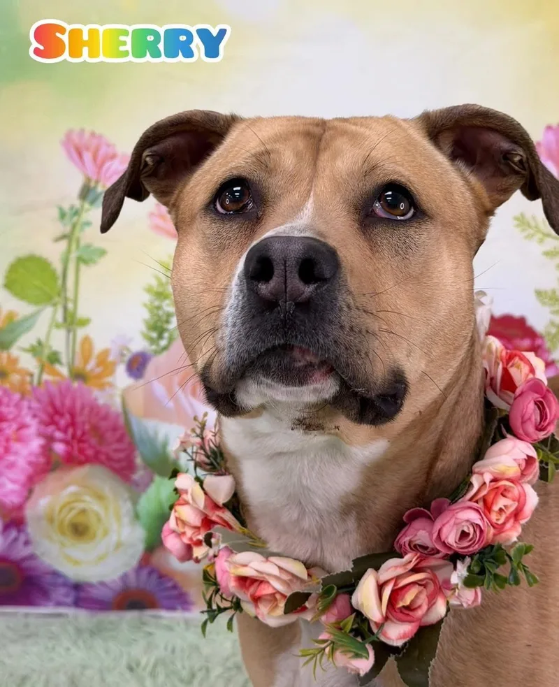 An adult medium-sized female Apricot / Beige Mixed Breed dog named Sherry for adoption in Flint, MI