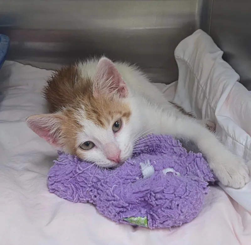 A baby medium-sized male Domestic Short Hair cat named Bunny AHS for adoption in Peoria, AZ