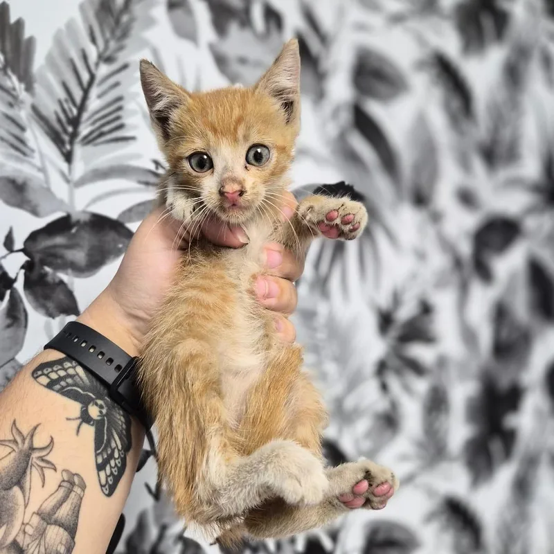 A baby small-sized male Orange / Red Domestic Short Hair cat named Musubi for adoption in Wahiawa, HI