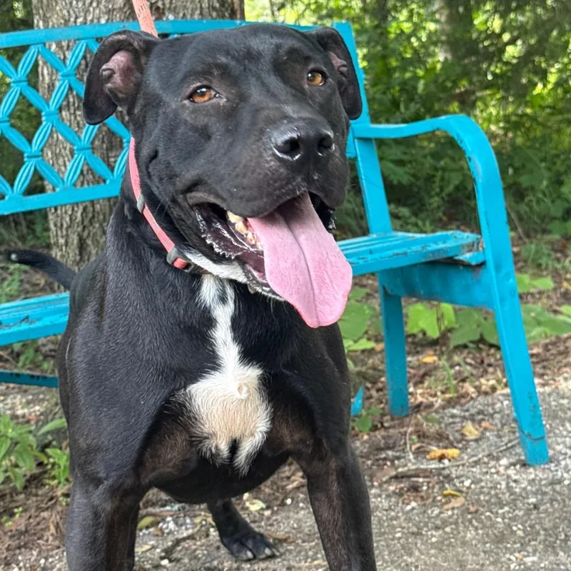 An adult large-sized male Black Mixed Breed dog named Warden for adoption in Monroeville, AL