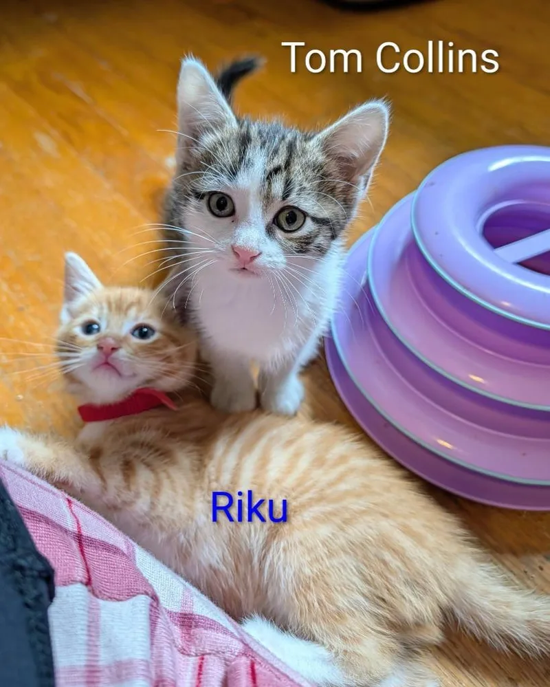 A baby small-sized male Domestic Short Hair cat named Tom Collins for adoption in Kettering, OH