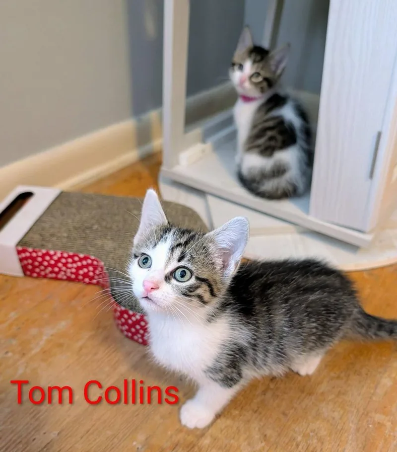 Tom Collins thumbnail 2