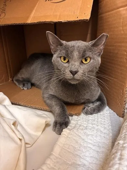 An adult medium-sized female Domestic Short Hair cat named Valkyrie for adoption in Vero Beach, FL