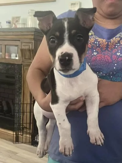 A baby medium-sized male Mixed Breed dog named Shep for adoption in Hobart, IN
