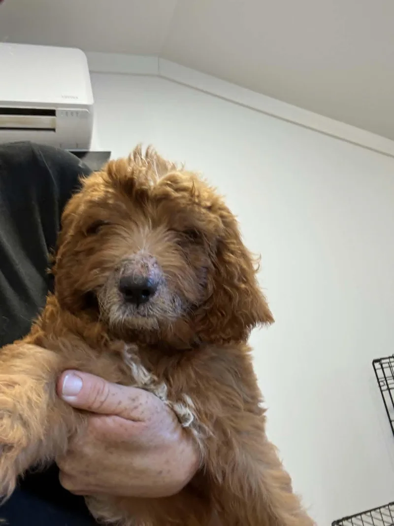 A baby medium-sized male Golden Retriever dog named NonPareil for adoption in Havertown, PA