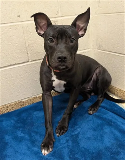An adult medium-sized female Pit Bull Terrier dog named Nala for adoption in Springfield, MA
