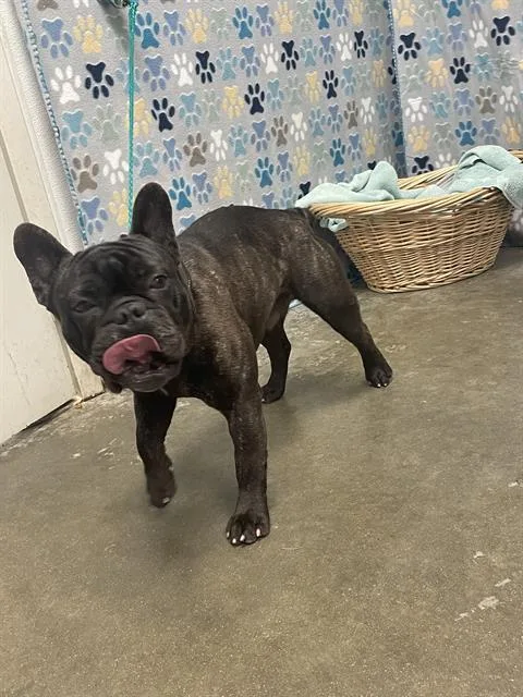 An adult medium-sized male French Bulldog dog named Bubba for adoption in Rosenberg, TX