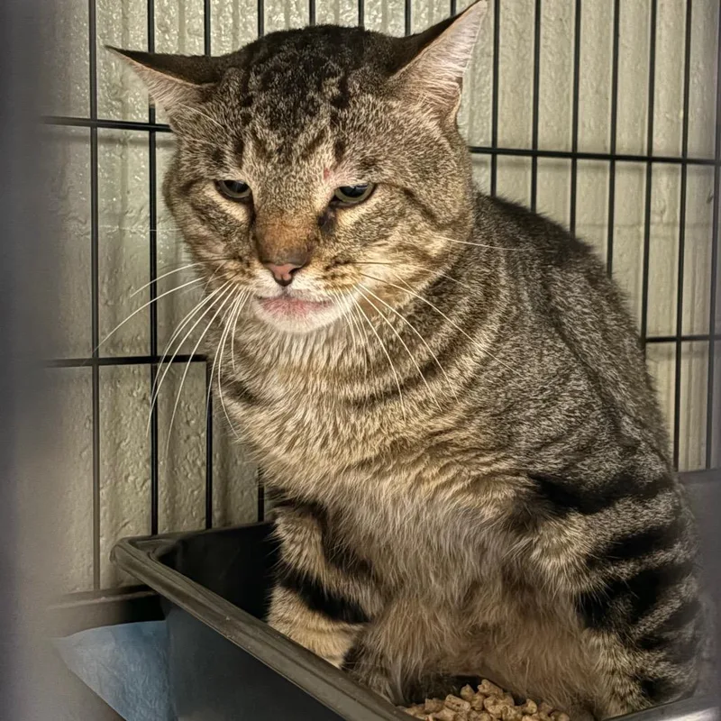 An adult large-sized male Brown / Chocolate Domestic Short Hair cat named Fisher for adoption in Columbus, NC