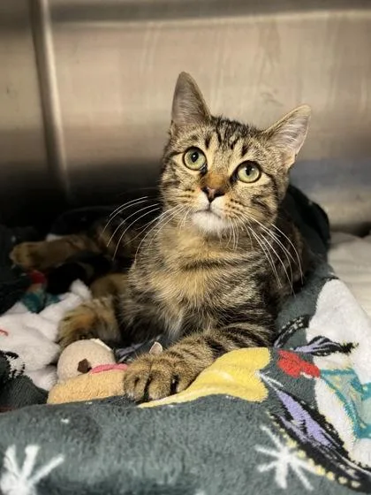 A baby medium-sized male Tabby (Brown / Chocolate) Domestic Short Hair cat named Buddy for adoption in Tinley Park, IL