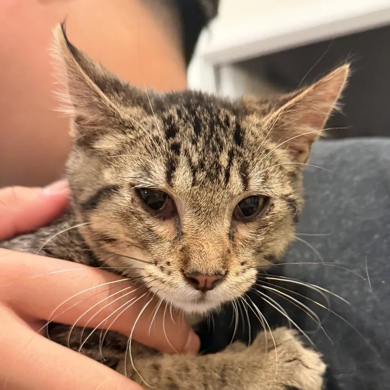 A baby small-sized male Brown / Chocolate Domestic Medium Hair cat named Hoops There It Is for adoption in Boerne, TX