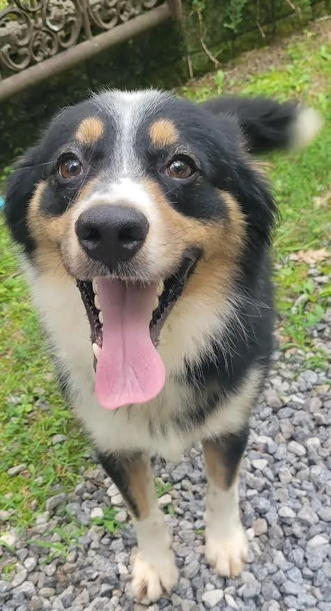 A young medium-sized male Australian Shepherd dog named Gumbo for adoption in Crossville, TN