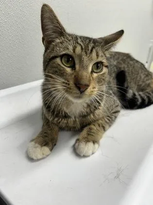 An adult small-sized male Domestic Short Hair cat named Reed for adoption in West Chester, PA
