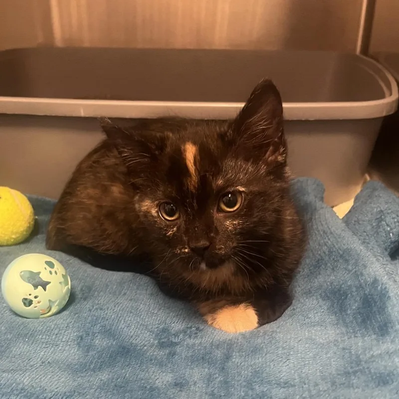 A baby small-sized female Domestic Short Hair cat named Leia for adoption in Hinsdale, IL