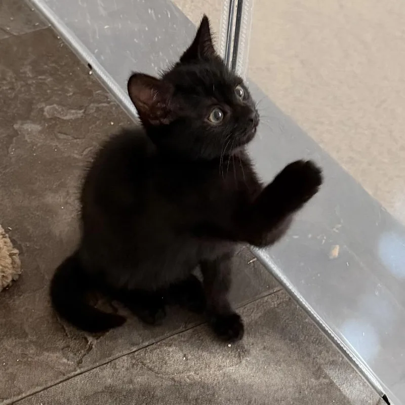 A baby small-sized female Black Domestic Short Hair cat named Fritter for adoption in Bel Air, MD