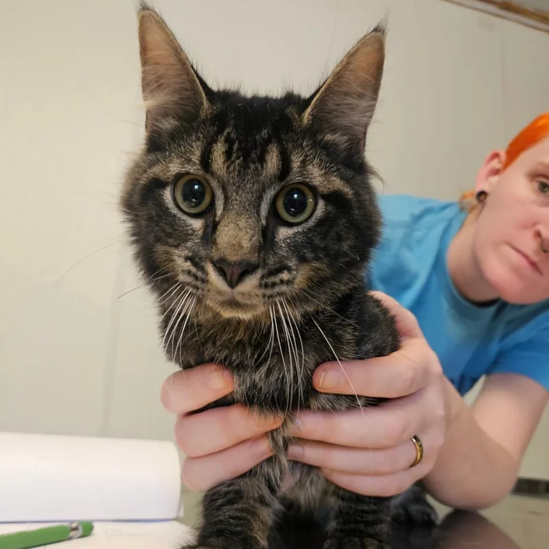 A young medium-sized male Brown / Chocolate Domestic Short Hair cat named Drop Cloth for adoption in Hattiesburg, MS