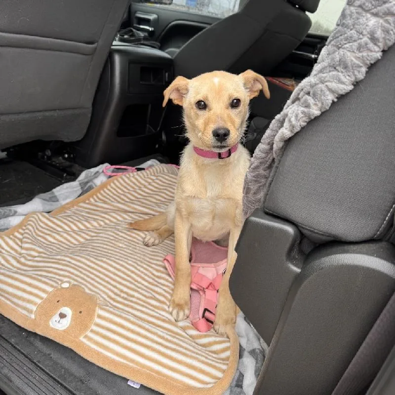 An adult medium-sized female Labrador Retriever dog named Bella for adoption in Aurora, IL
