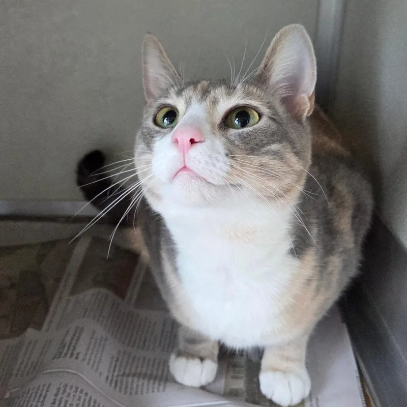 An adult large-sized female Gray / Blue / Silver Domestic Short Hair cat named Ivy for adoption in Chattanooga, TN