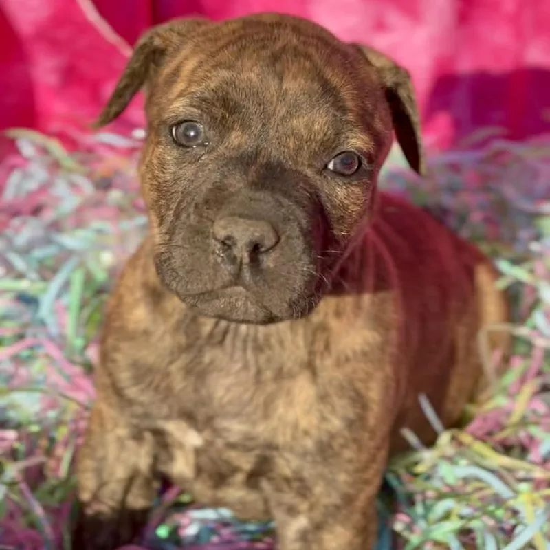 A baby medium-sized female Brindle Mixed Breed dog named Polish for adoption in Washington Township, OH