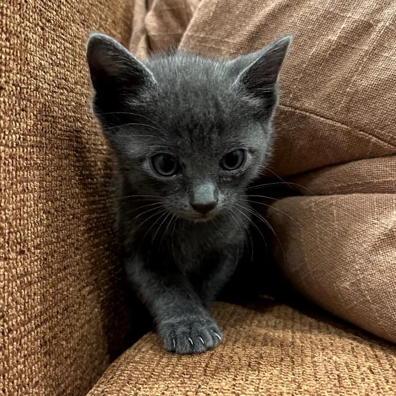 A baby small-sized female Gray / Blue / Silver Domestic Short Hair cat named Fog for adoption in Los Angeles, CA