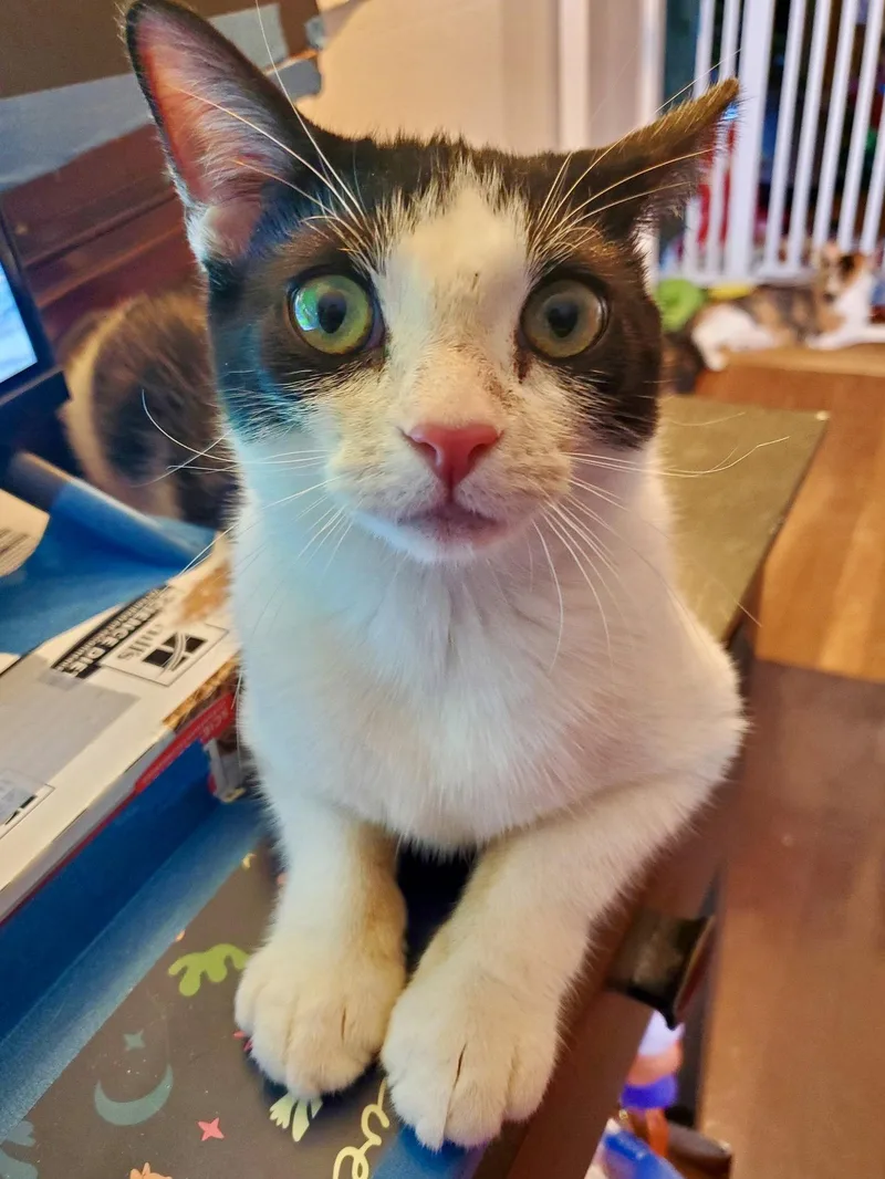 A young medium-sized female Black & White / Tuxedo Tuxedo cat named Feta for adoption in Flushing, NY