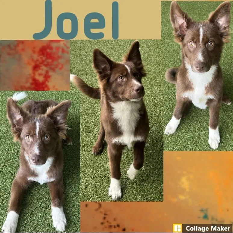A young medium-sized male Australian Shepherd dog named Joel for adoption in Clearfield, PA