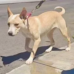 A baby medium-sized female Yellow / Tan / Blond / Fawn Boxer dog named Cream for adoption in Green Valley, AZ