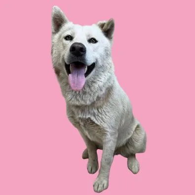 An adult medium-sized female White / Cream Akita dog named Millie for adoption in Tuscaloosa, AL
