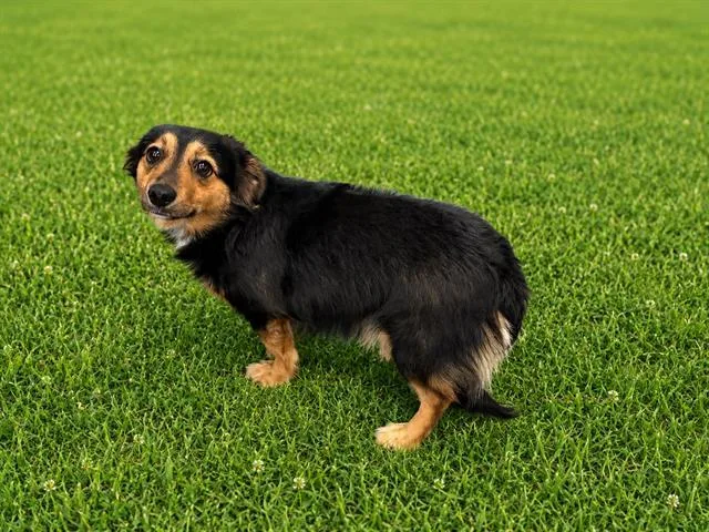 A young small-sized female Dachshund dog named Lily for adoption in Fairfield, CA
