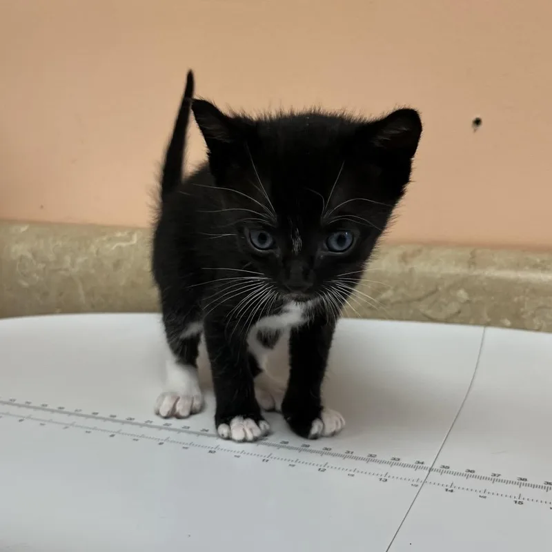 A baby small-sized male Black Domestic Short Hair cat named Hazel for adoption in Hamilton, GA