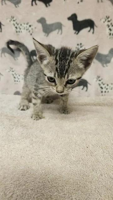 A baby medium-sized female Domestic Short Hair cat named Maple for adoption in Castaic, CA
