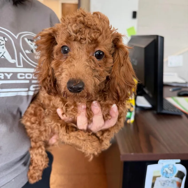 A baby small-sized female Brown / Chocolate Cockapoo dog named MONTStray for adoption in Perkiomenville, PA