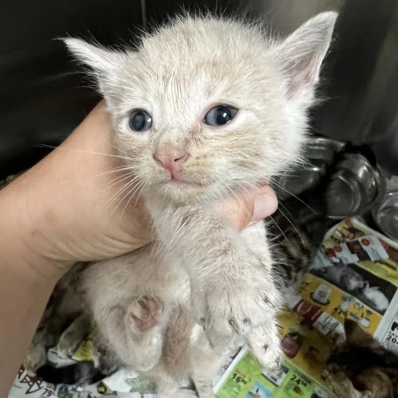 A baby small-sized male Orange / Red Domestic Short Hair cat named Squeaky for adoption in Parrish, AL