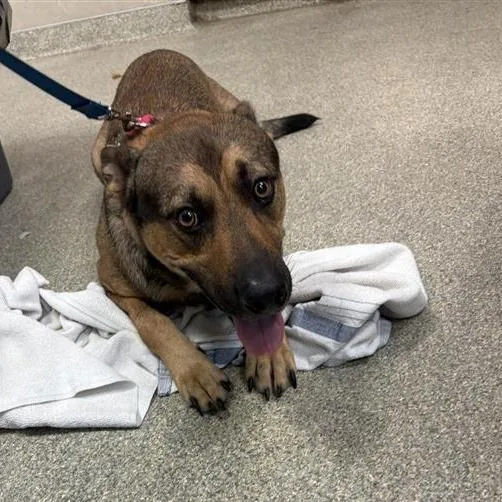 A young medium-sized male Brown / Chocolate Mixed Breed dog named Leroy for adoption in Jacksonville, FL