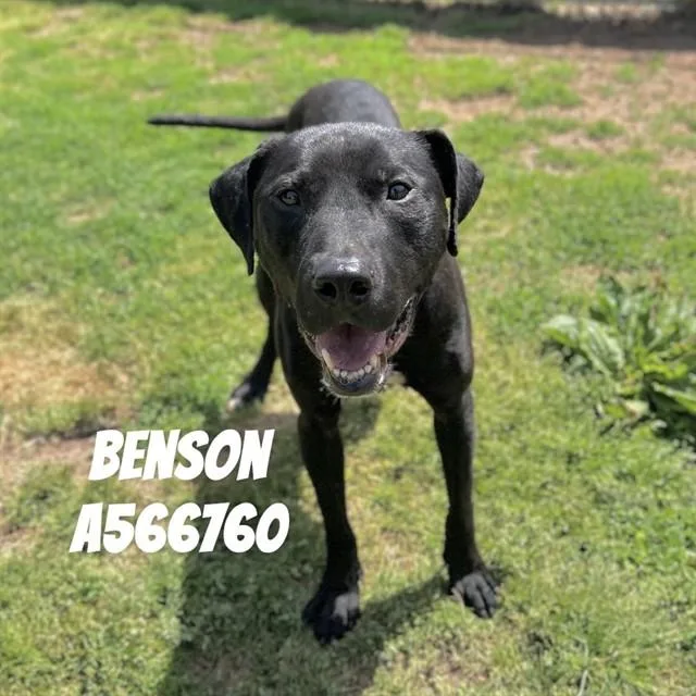 An adult large-sized male Pit Bull Terrier dog named Benson for adoption in Huntsville, AL