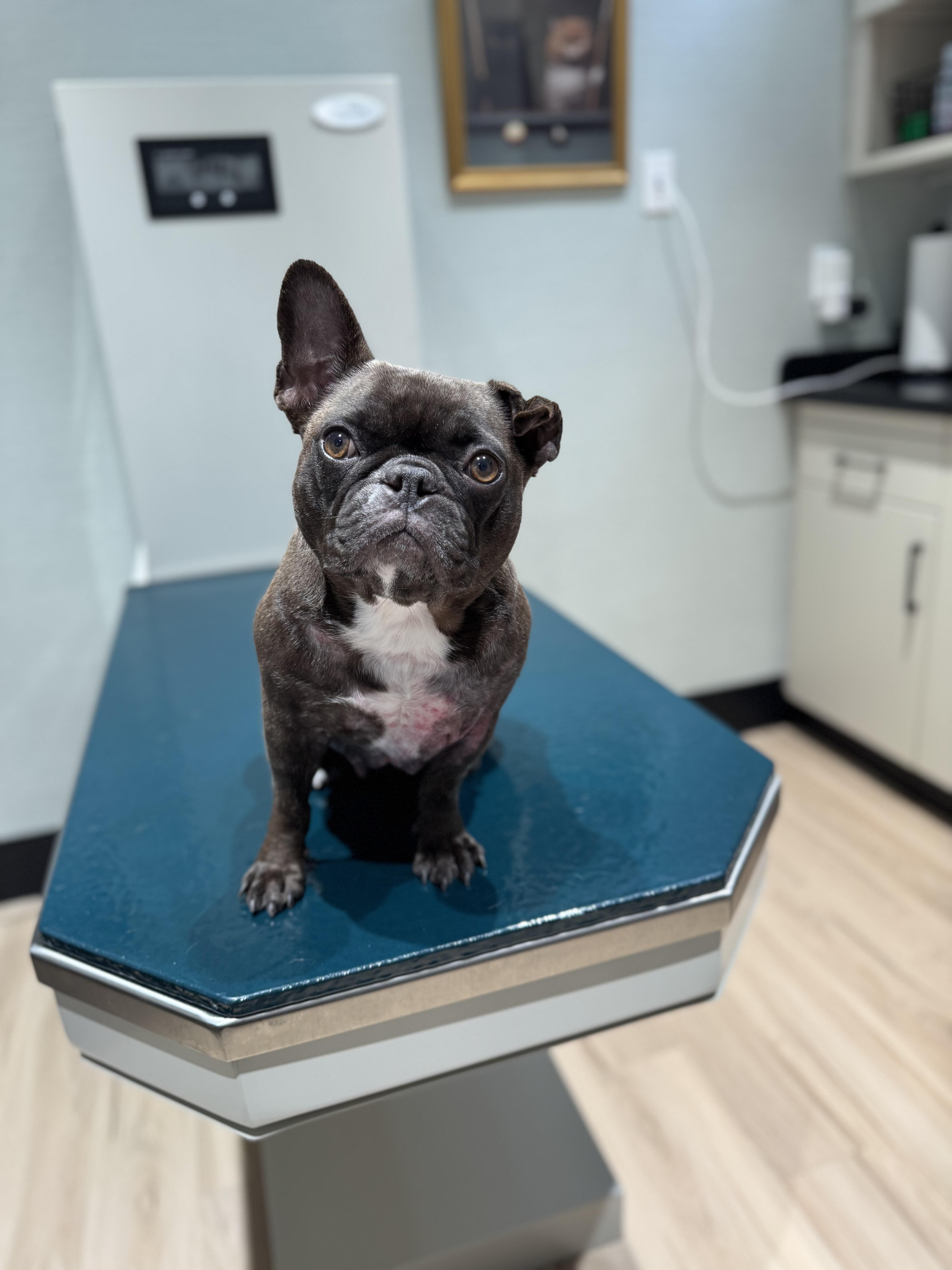 A young small-sized female Brown / Chocolate French Bulldog dog named Rosie for adoption in Columbia, MD
