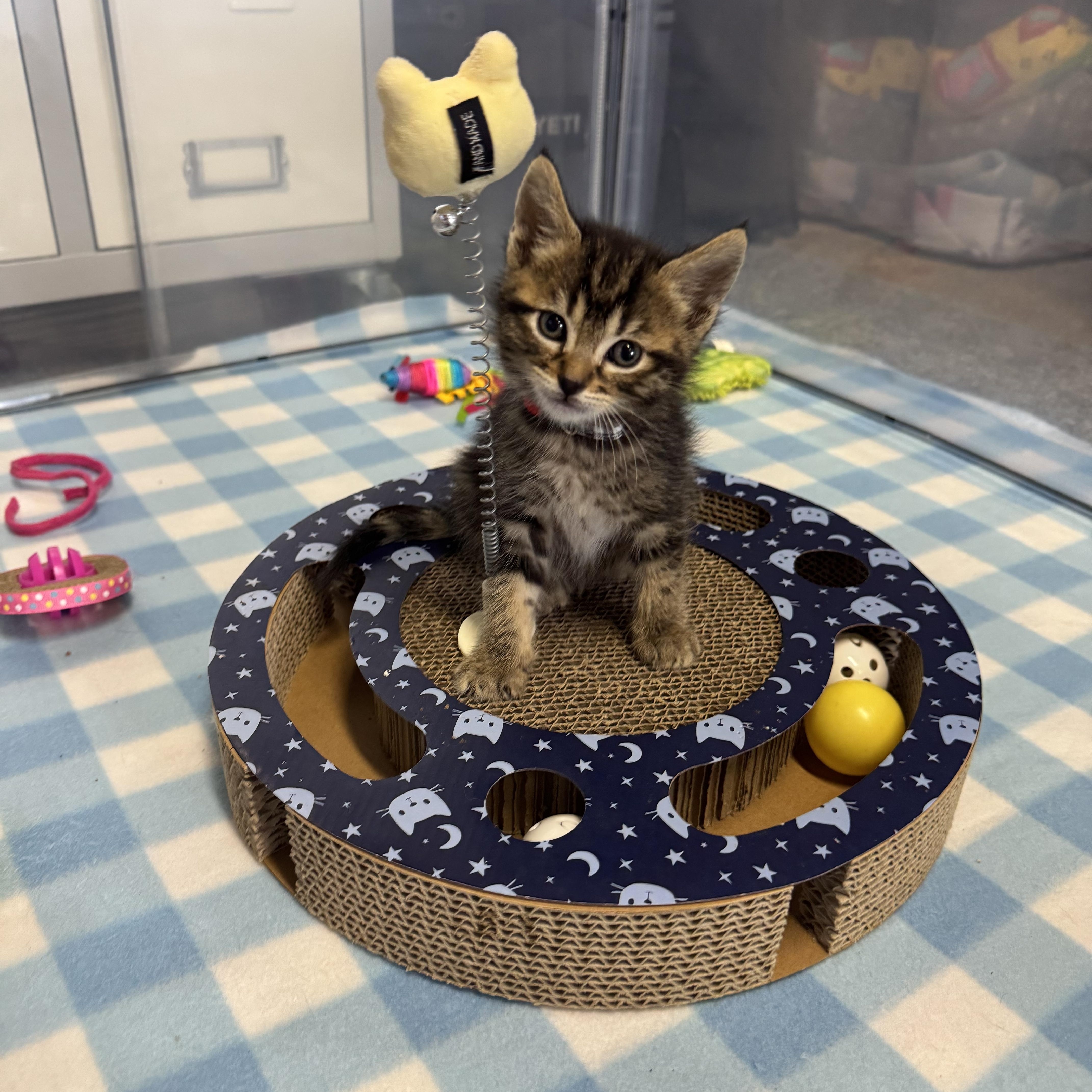 A young medium-sized male Tabby (Brown / Chocolate) Domestic Short Hair cat named Roman for adoption in Helendale, CA
